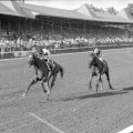 Affirmed vs Alydar: A Legendary Rivalry in Horse Racing