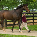 The Legendary Rivalry: Zenyatta vs Rachel Alexandra