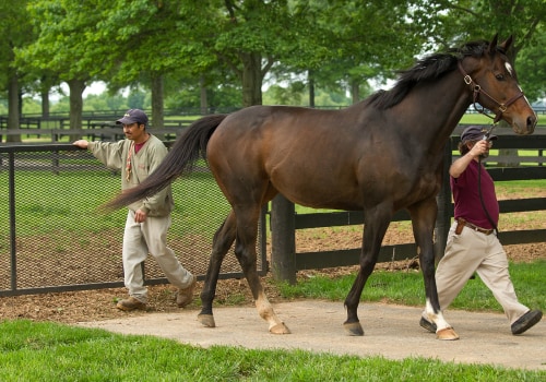The Legendary Rivalry: Zenyatta vs Rachel Alexandra